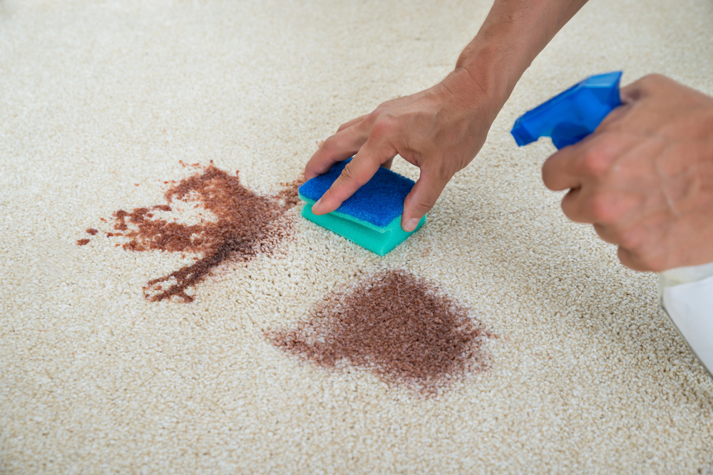 Pet Stain and Odor Treatment in Bay Shore
